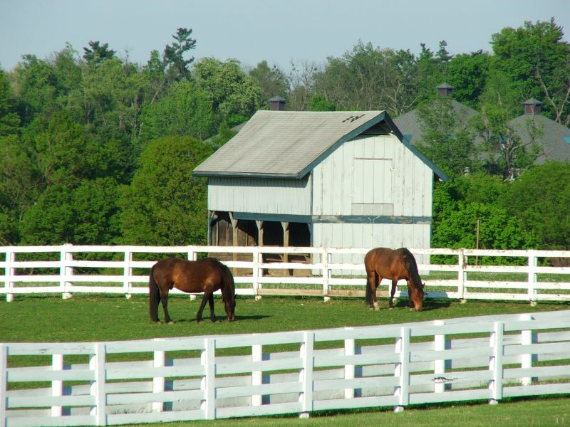 Horse Paddock Installation in Pearland, TX